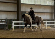 Pinto 18hh Gelding for Lease