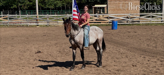 "Pistol" Bay Roan Gelding Quarter Horse