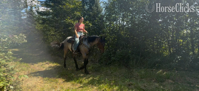 Wisconsin "Pistol" Bay Roan Gelding Quarter Horse