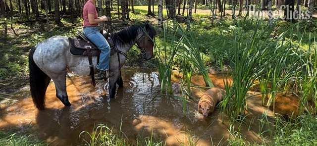 "Pistol" Bay Roan Gelding Quarter Horse - Quarter Horse in Wisconsin