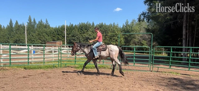 Quarter Horse - "Pistol" Bay Roan Gelding Quarter Horse in Wisconsin