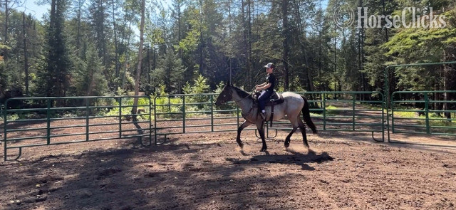 Quarter Horse - "Pistol" Bay Roan Gelding Quarter Horse