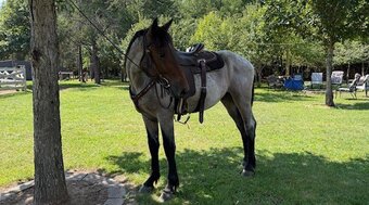 "Pistol" Bay Roan Gelding Quarter Horse