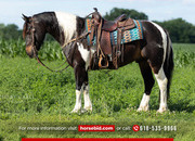 "Turtle" Pinto Gelding Draft