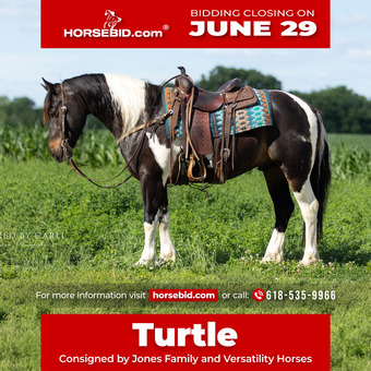 "Turtle" Pinto Gelding Draft