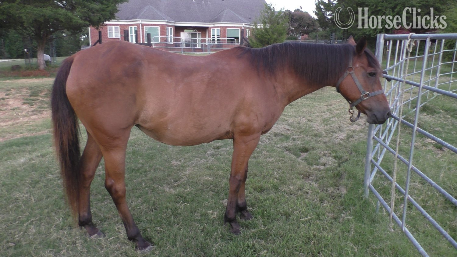 "Penny" Bay Mare Pony in Mississippi
