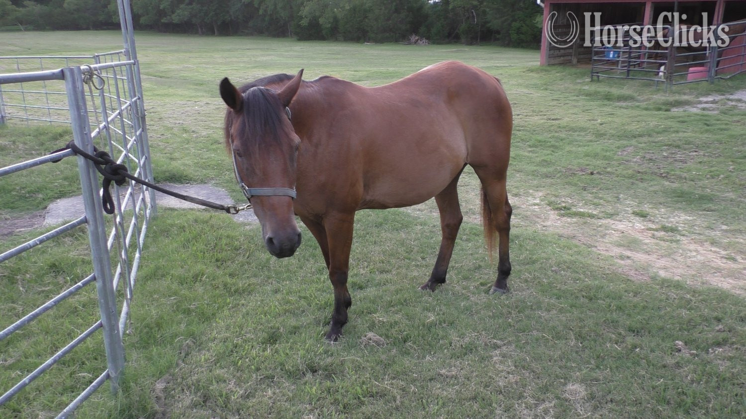 "Penny" Bay Mare Pony