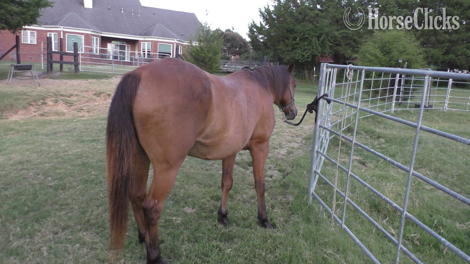 Mississippi "Penny" Bay Mare Pony