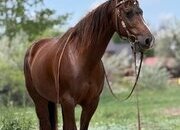"Glowing Classy Lady "Glow"" Sorrel Mare Quarter Horse