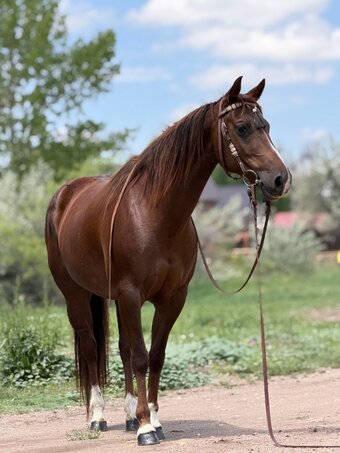 "Glowing Classy Lady "Glow"" Sorrel Mare Quarter Horse