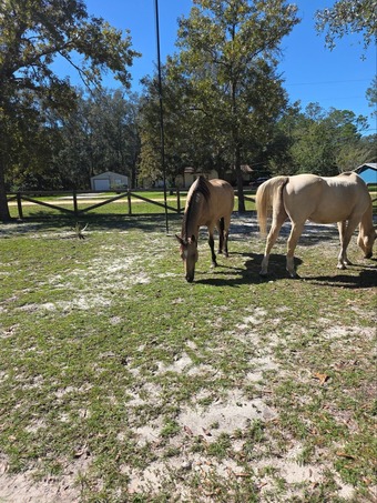 "Cricket" Buckskin Mare Quarter Horse