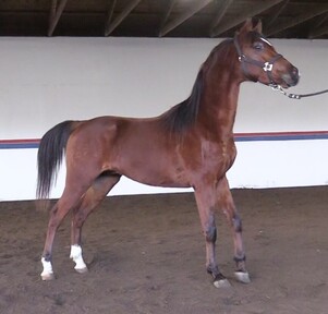 "IN Fantry" Bay Gelding Arabian