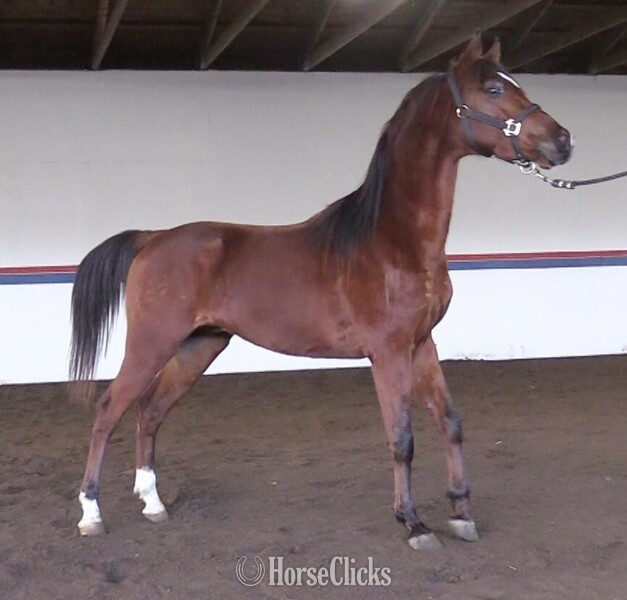 "IN Fantry" Bay Gelding Arabian in Michigan