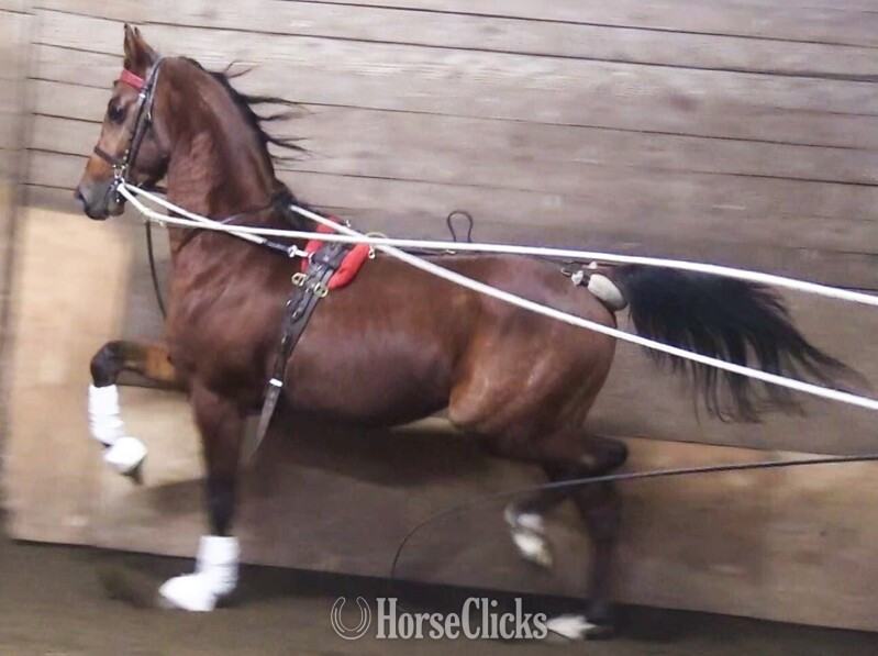 "IN Fantry" Bay Gelding Arabian