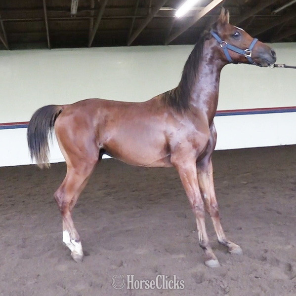 Michigan "IN Fantry" Bay Gelding Arabian