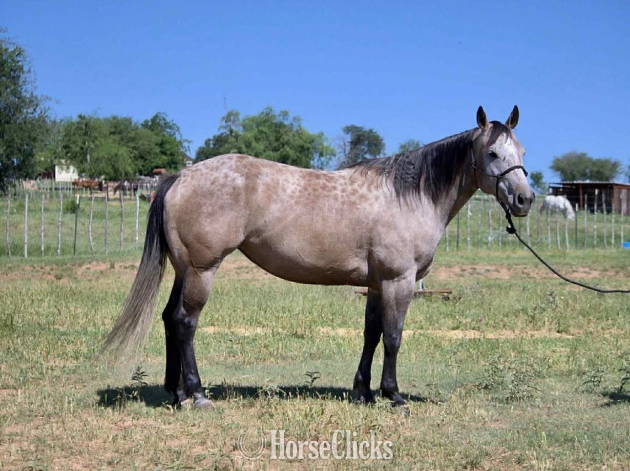 "Steppa " Grey Mare Quarter Horse in North Carolina
