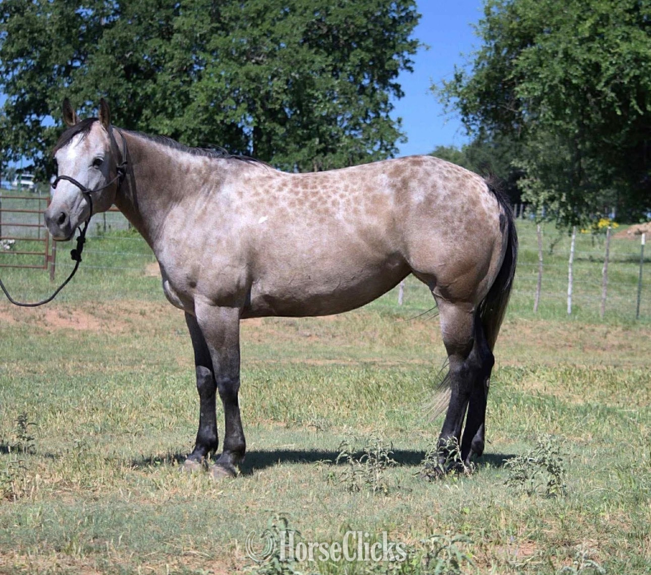 "Steppa " Grey Mare Quarter Horse