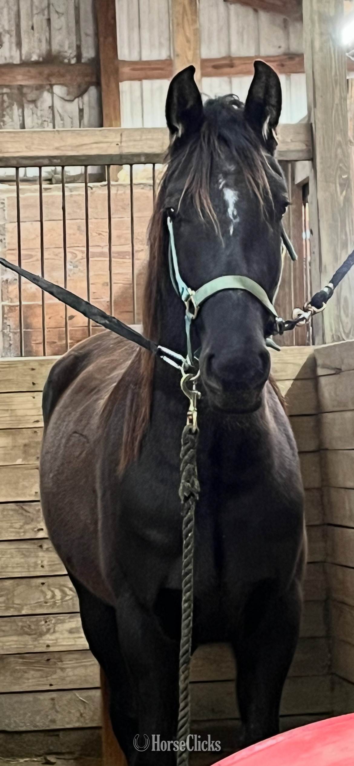 "Springsteen" Black Gelding Morgan in South Carolina