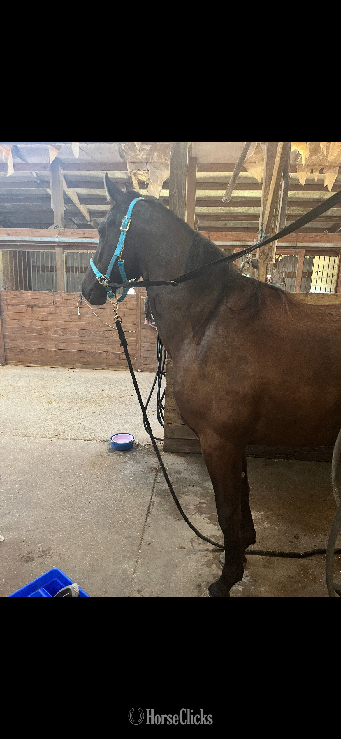 "Springsteen" Black Gelding Morgan