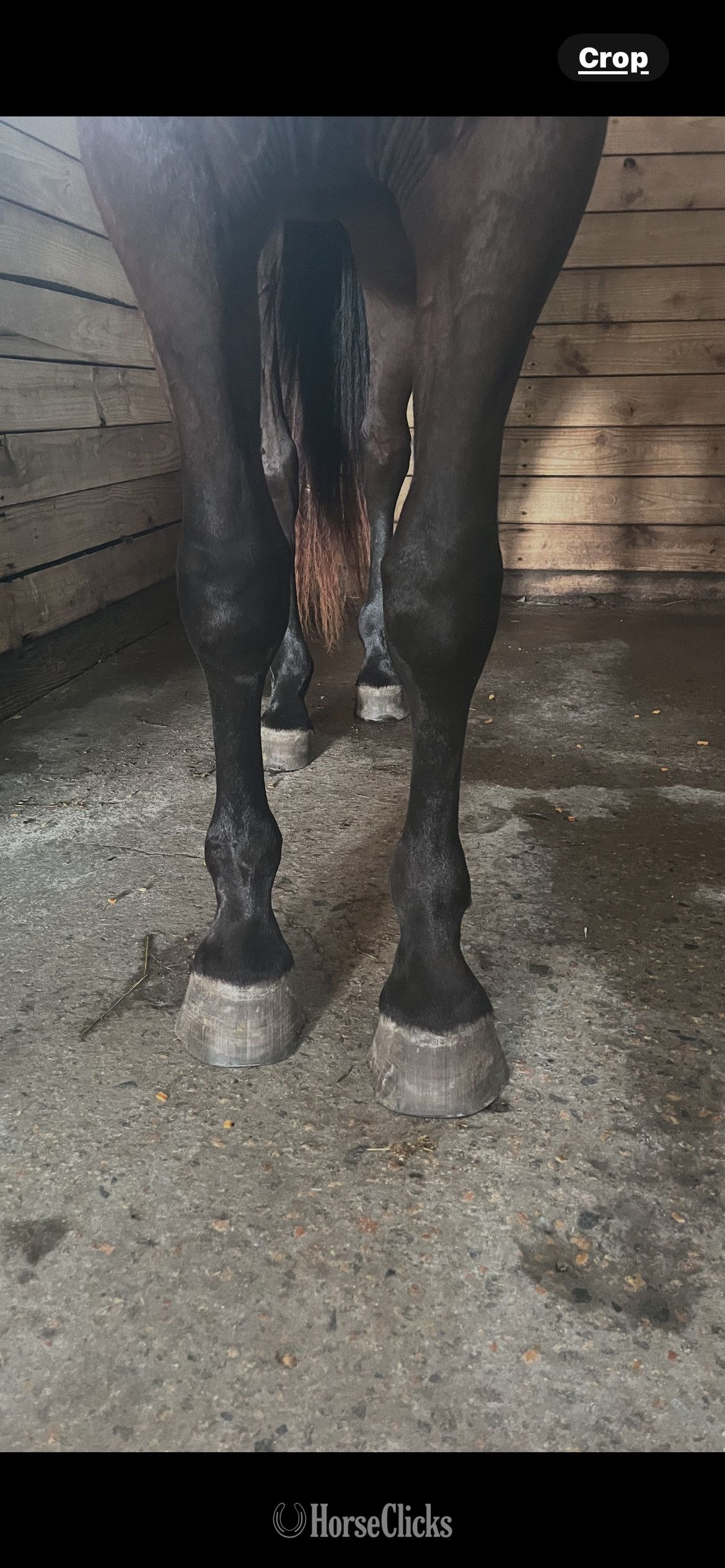 South Carolina "Springsteen" Black Gelding Morgan