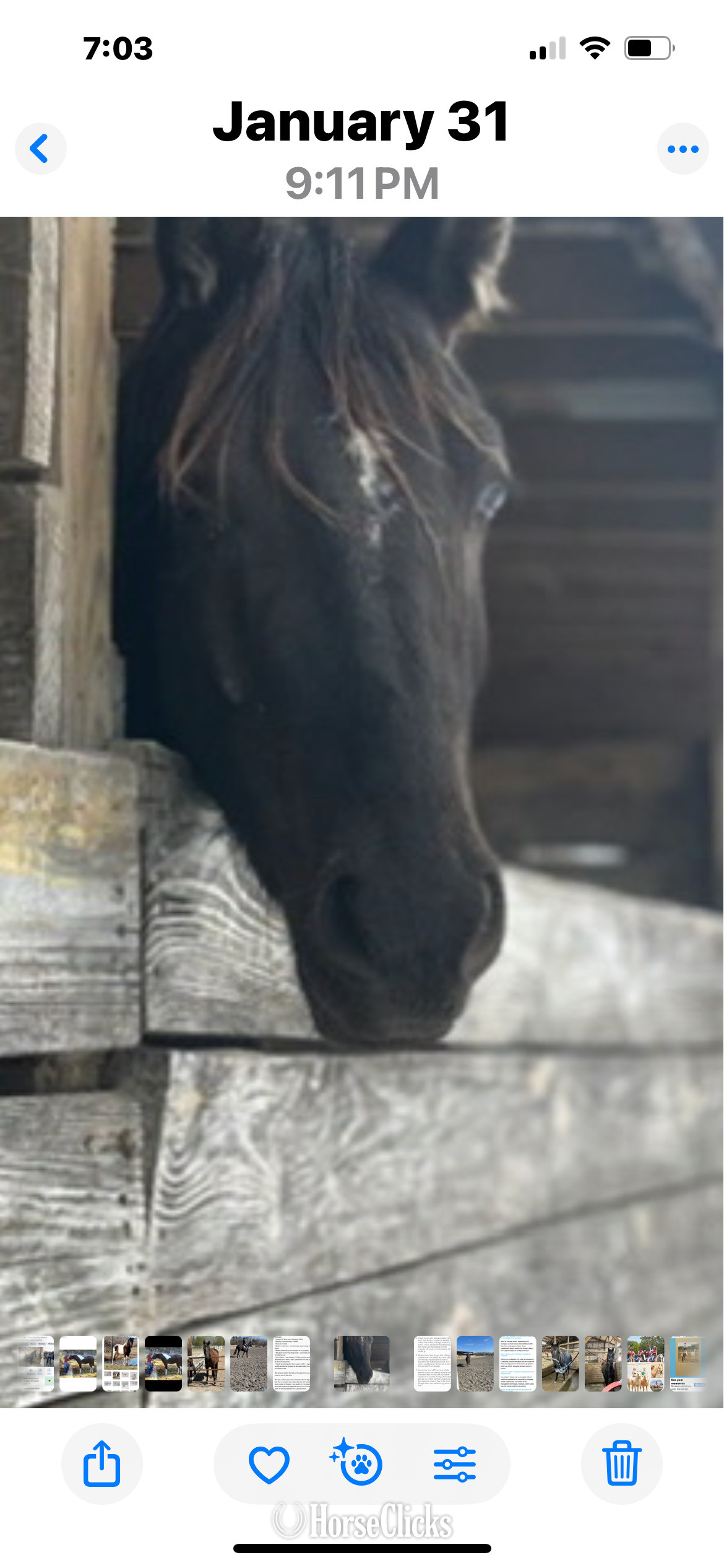 "Springsteen" Black Gelding Morgan - Morgan in South Carolina