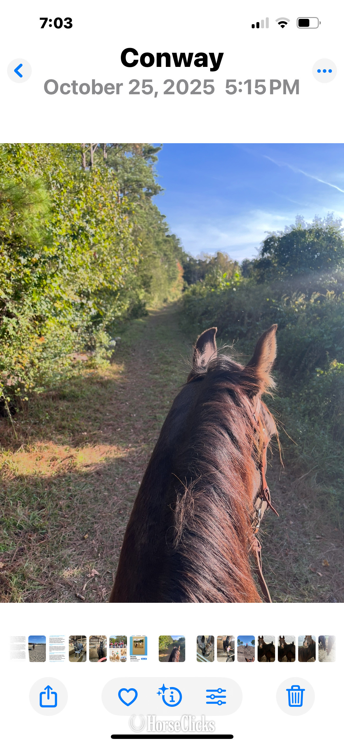 "Springsteen" Black Gelding Morgan - Morgan