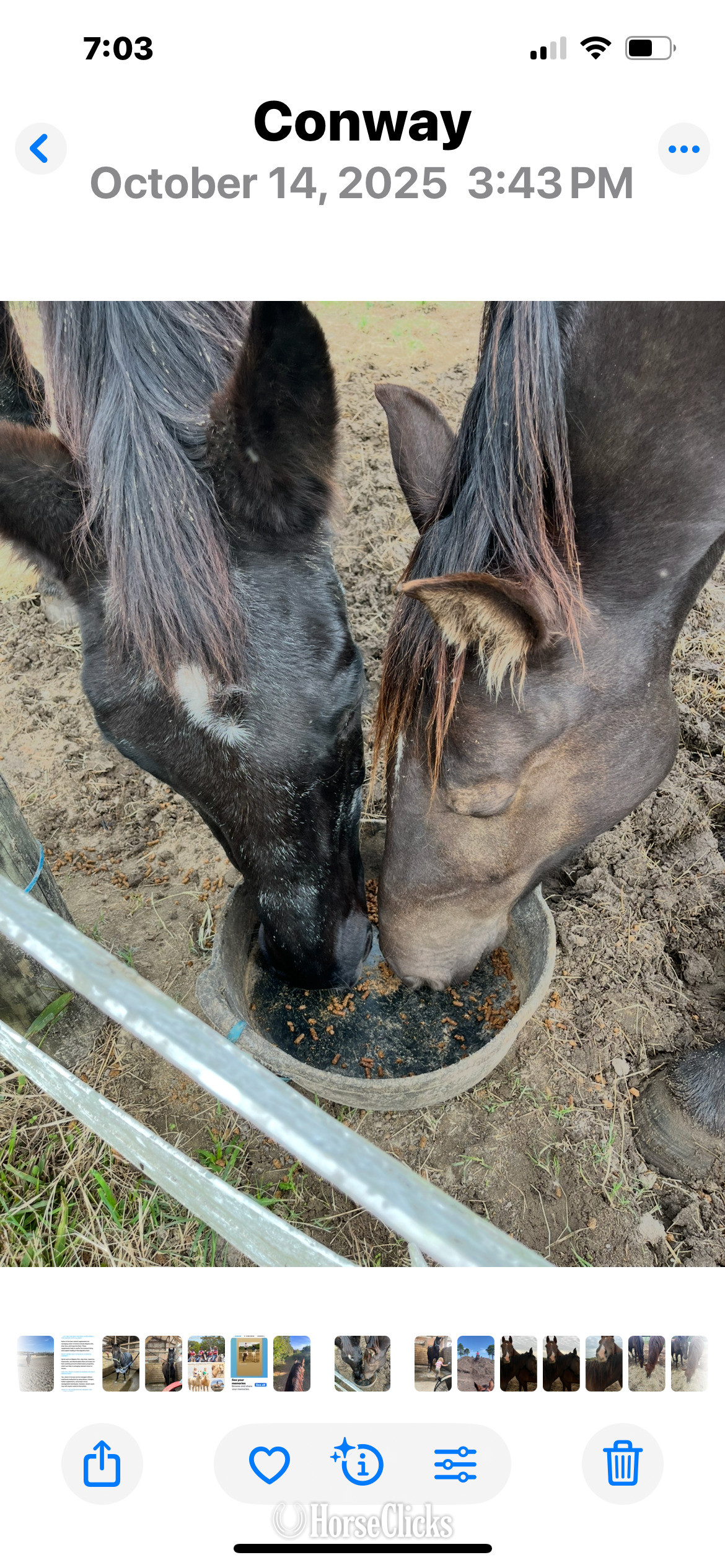 Morgan - "Springsteen" Black Gelding Morgan in South Carolina