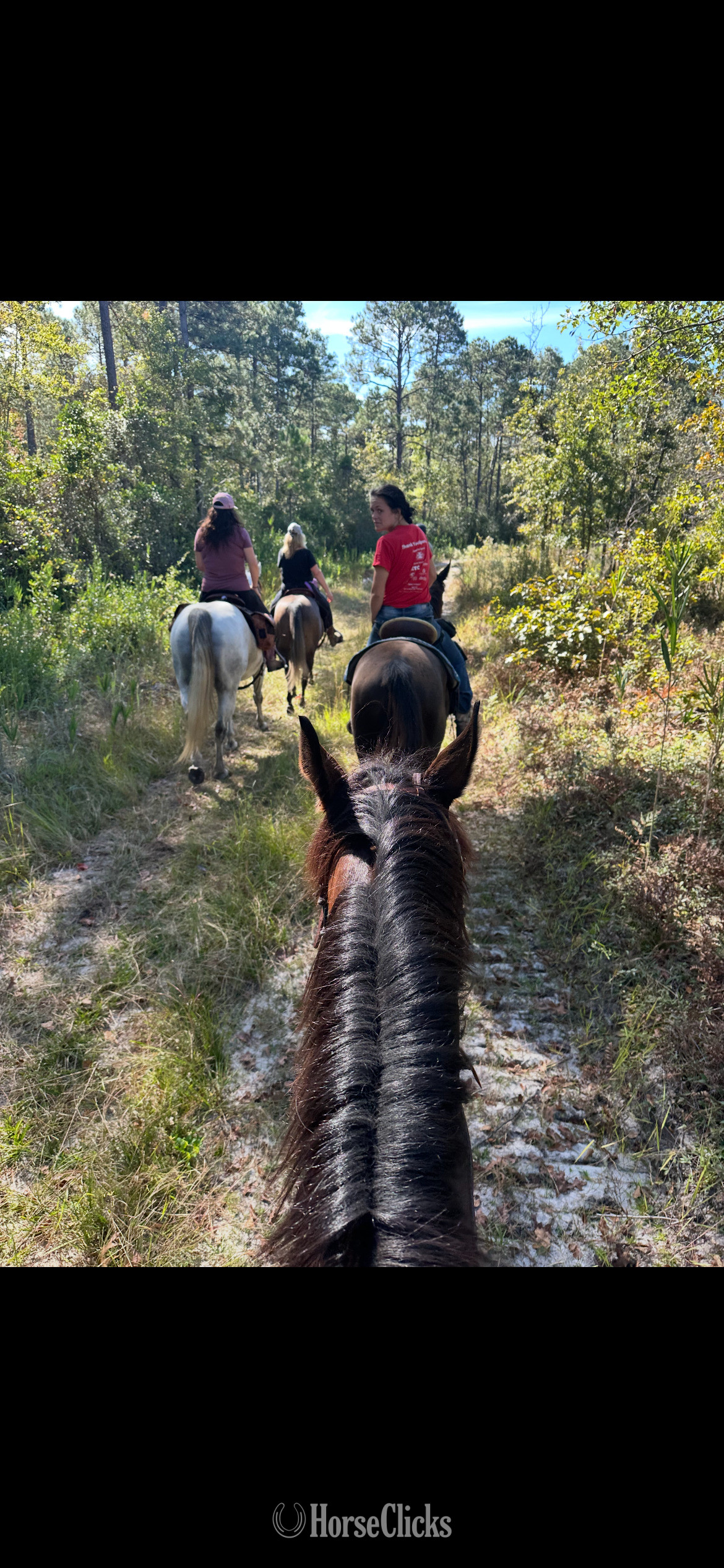Morgan - "Springsteen" Black Gelding Morgan