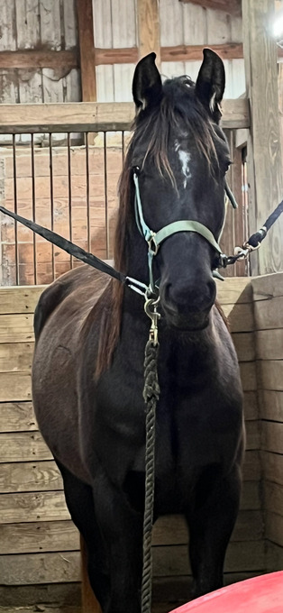 "Springsteen" Black Gelding Morgan