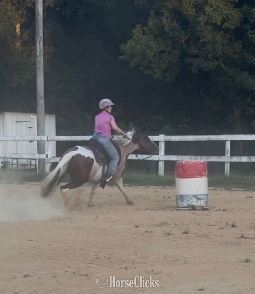 "Bella " Tri-Color Mare Paint in Mississippi
