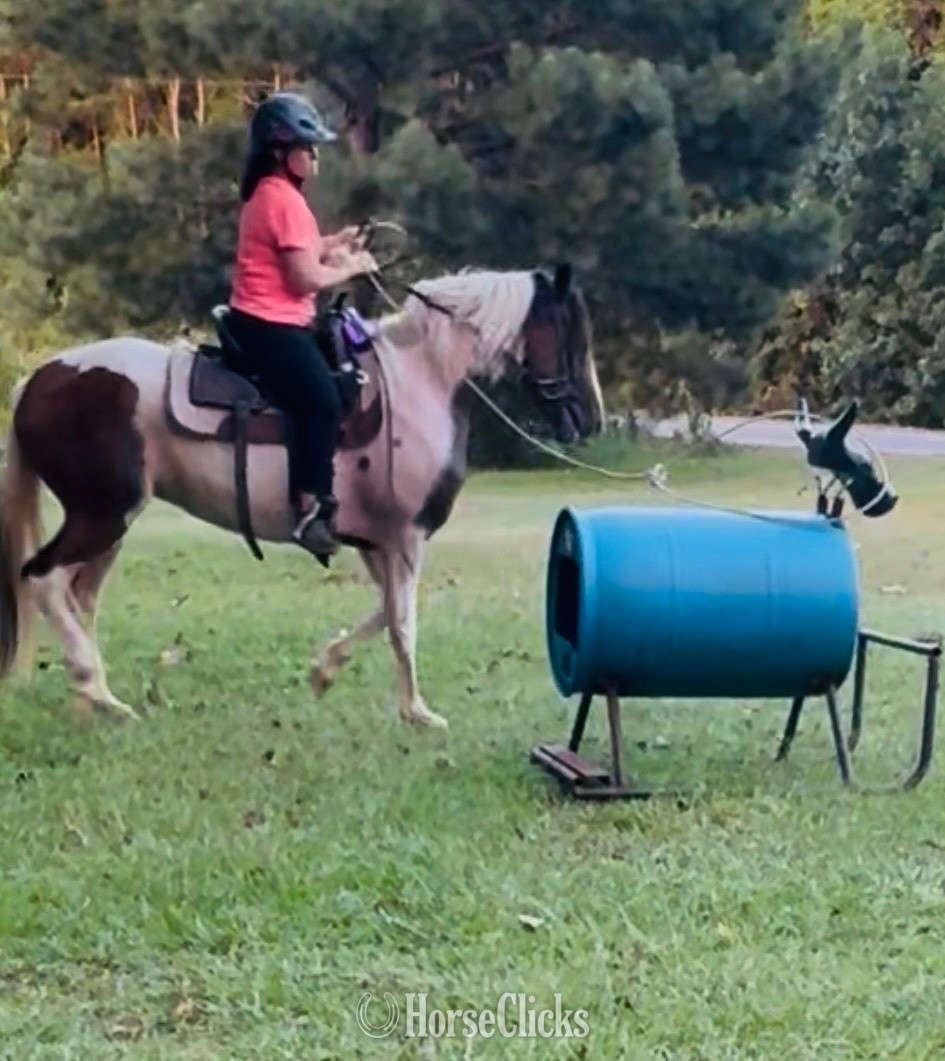 "Bella " Tri-Color Mare Paint