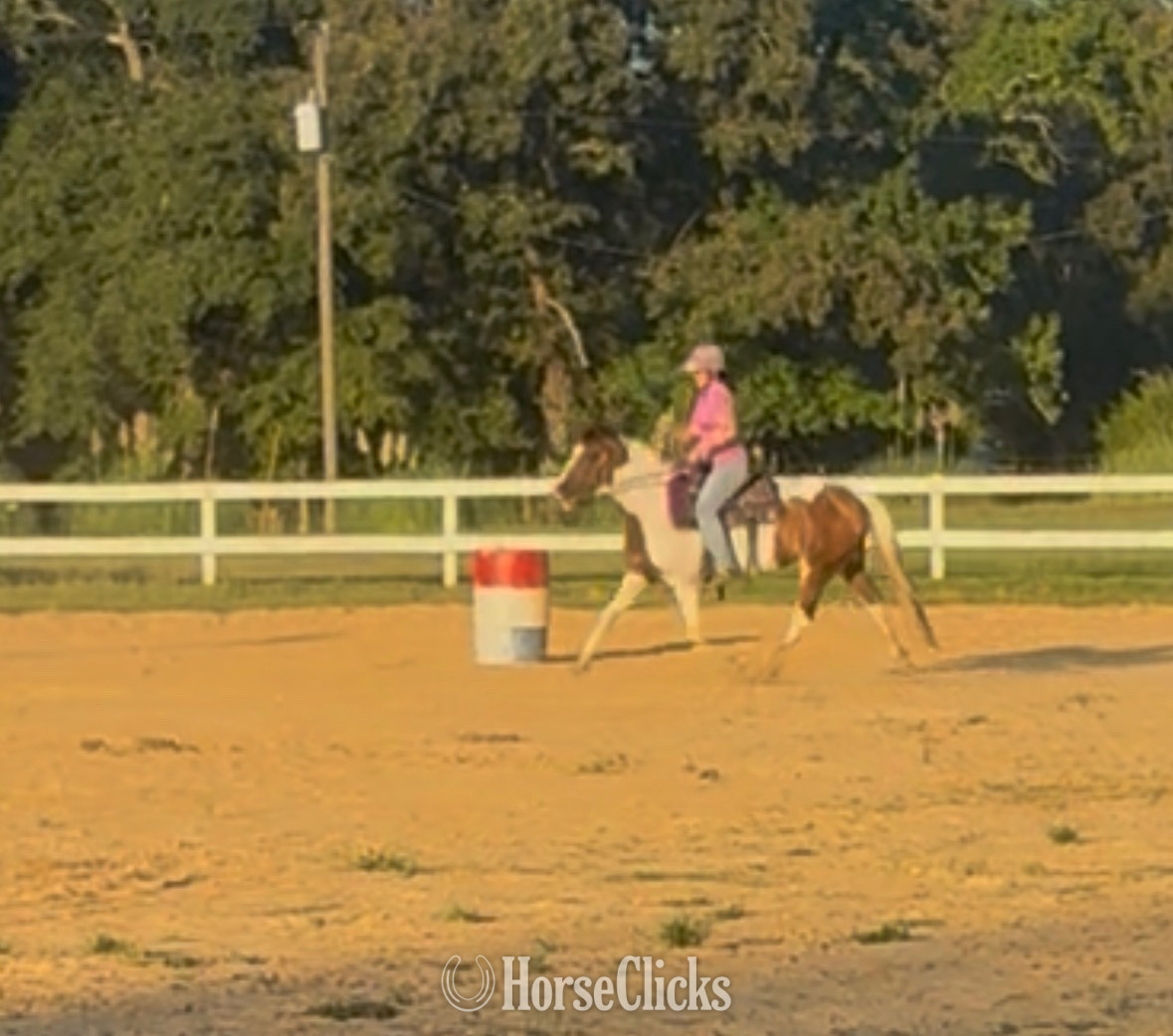 Mississippi "Bella " Tri-Color Mare Paint