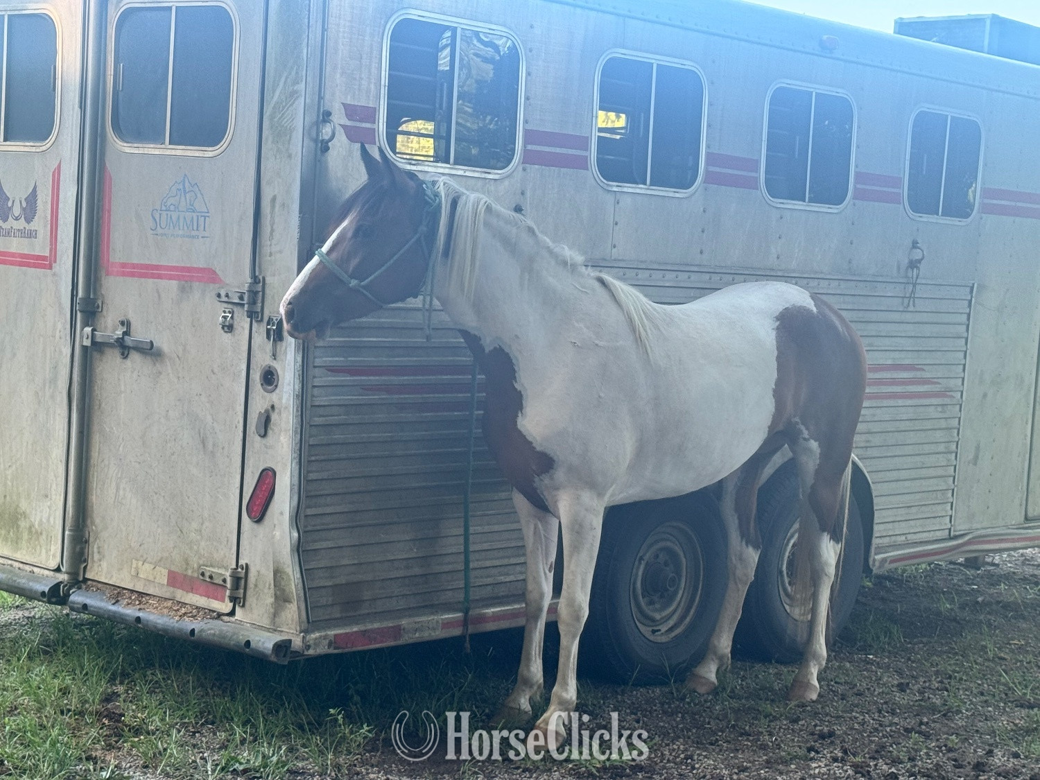 "Bella " Tri-Color Mare Paint - Paint in Mississippi