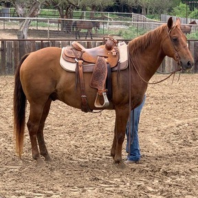 "Kinkade" Sorrel Gelding Quarter Horse