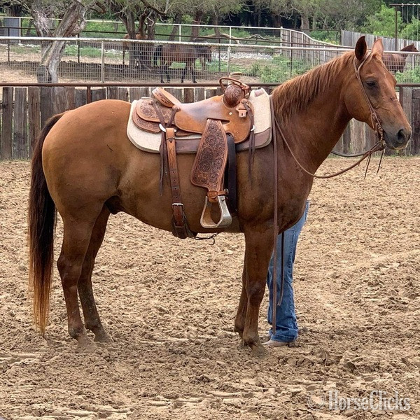 "Kinkade" Sorrel Gelding Quarter Horse in Texas