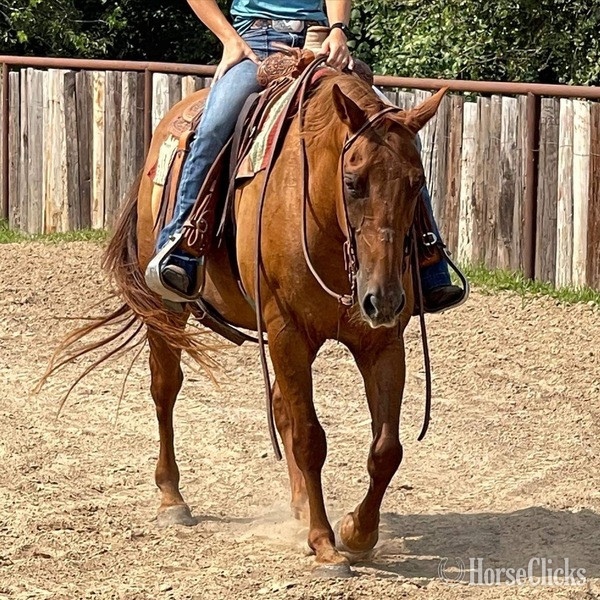 "Kinkade" Sorrel Gelding Quarter Horse