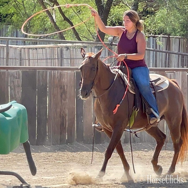 "Kinkade" Sorrel Gelding Quarter Horse - Quarter Horse in Texas