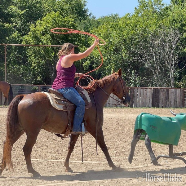 "Kinkade" Sorrel Gelding Quarter Horse - Quarter Horse