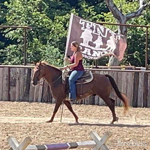 Quarter Horse - "Kinkade" Sorrel Gelding Quarter Horse