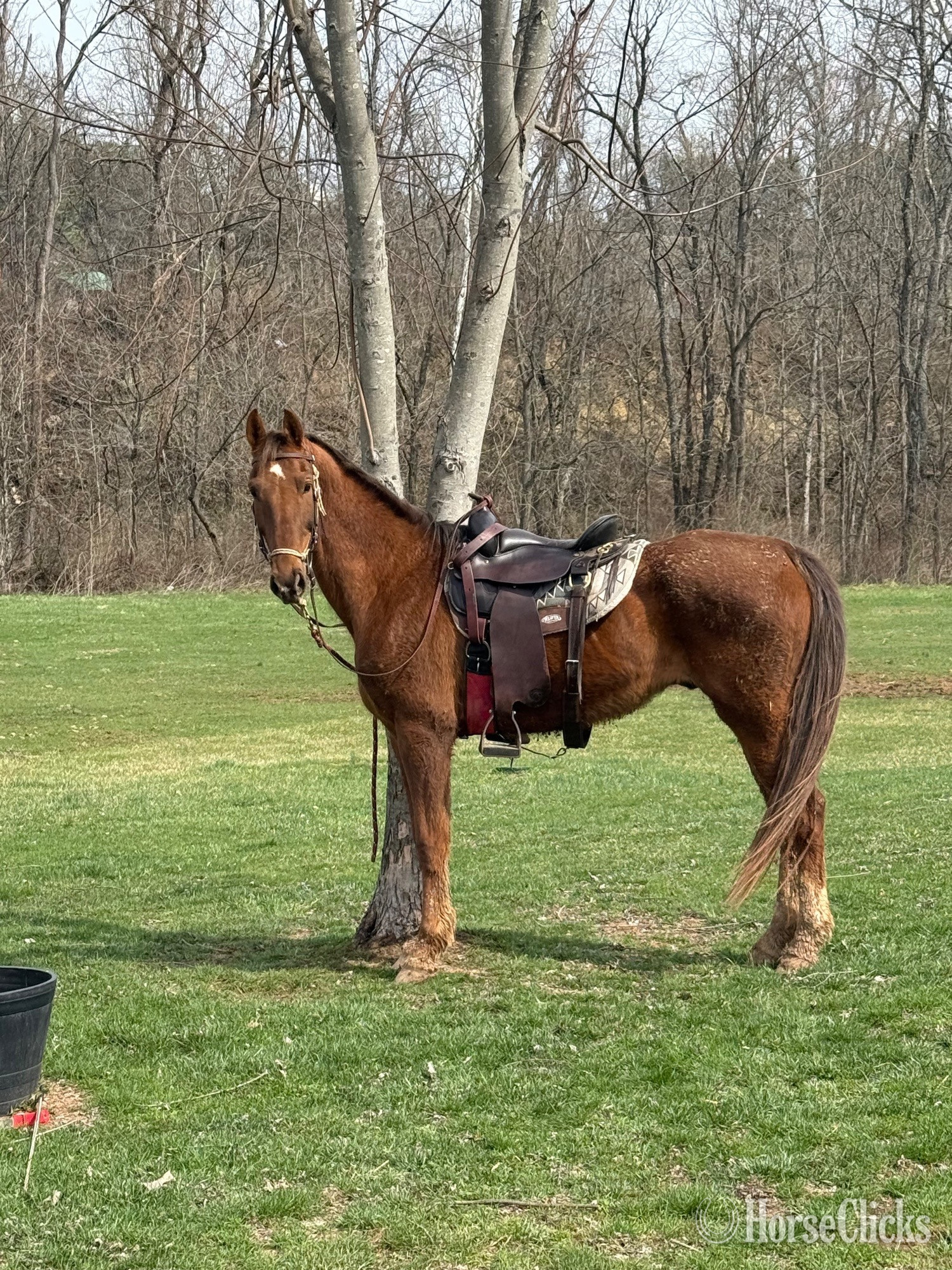 "Lefty" Chestnut Gelding American Saddlebred in Ohio