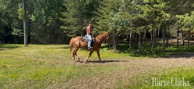 "Charlie" Chestnut Gelding Quarter Horse