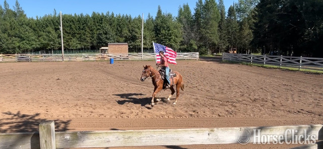 "Charlie" Chestnut Gelding Quarter Horse - Quarter Horse