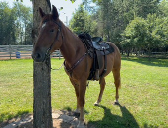"Charlie" Chestnut Gelding Quarter Horse