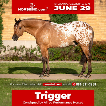 "Trigger" Dun Gelding Appaloosa