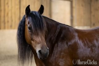 "Ed's Dancing Raven" Bay Mare Friesian