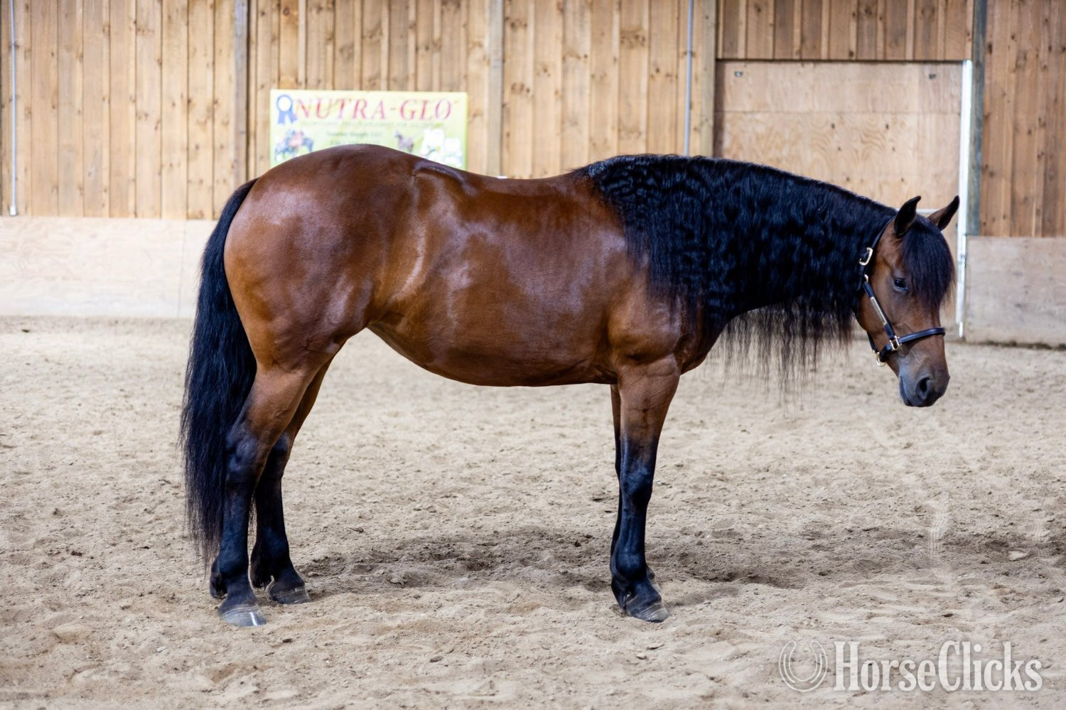 Florida "Ed's Dancing Raven" Bay Mare Friesian