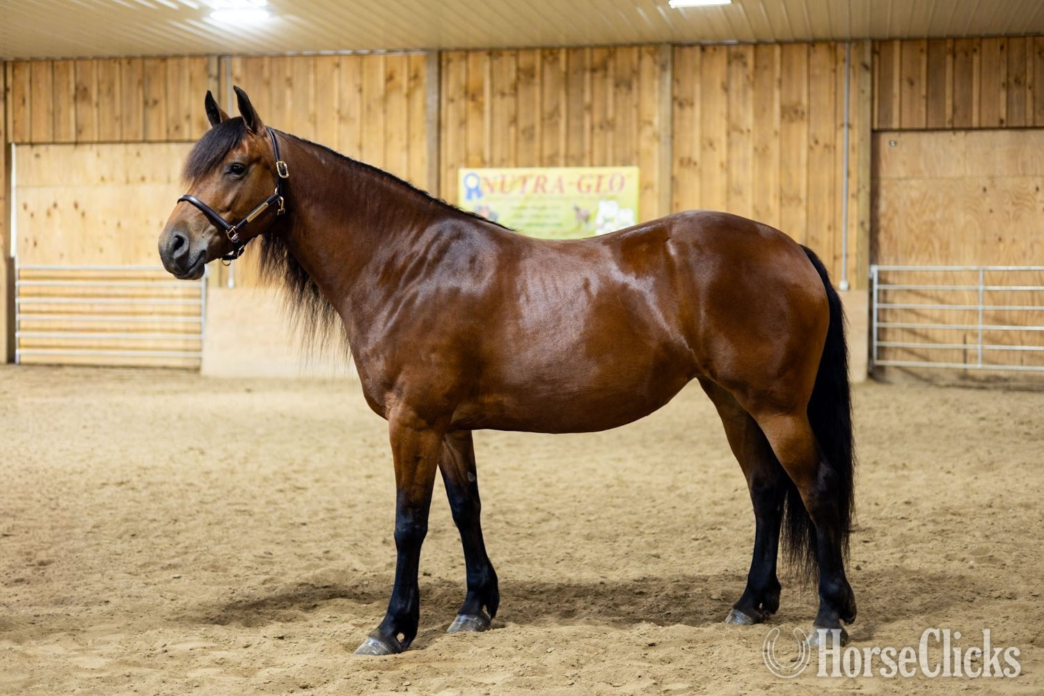 "Ed's Dancing Raven" Bay Mare Friesian - Friesian in Florida