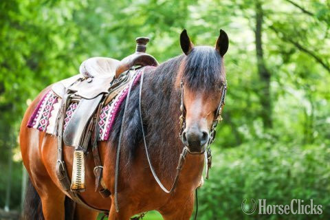 "Ed's Dancing Raven" Bay Mare Friesian - Friesian
