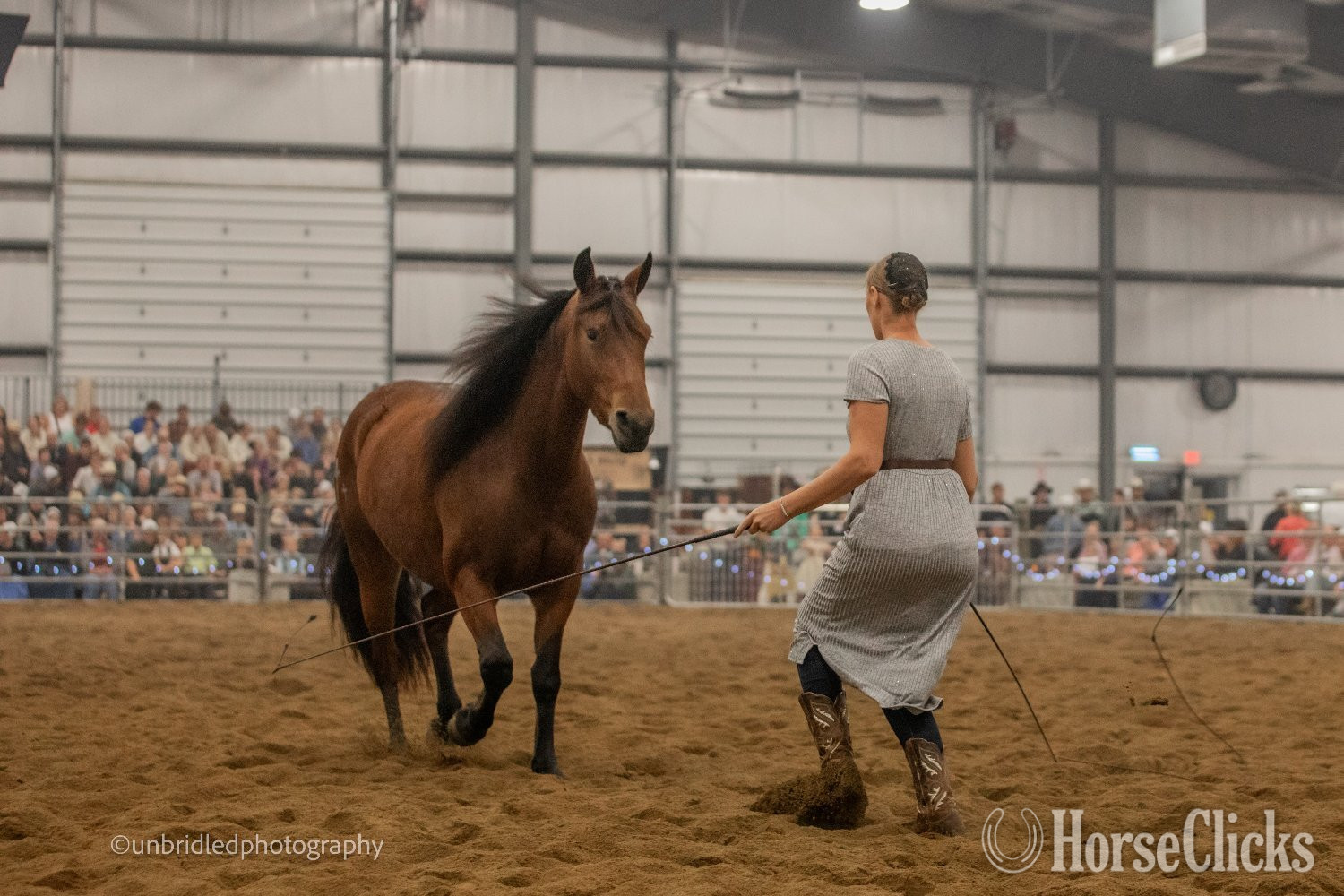 "Ed's Dancing Raven" Bay Mare Friesian Florida