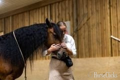 Friesian - "Ed's Dancing Raven" Bay Mare Friesian in Florida